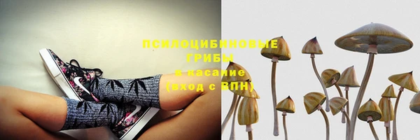 индика Аркадак